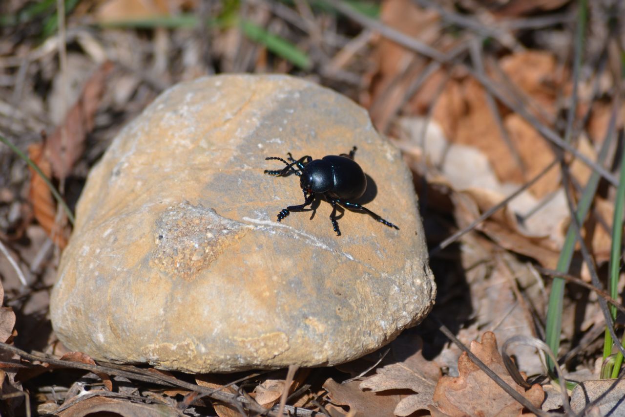 maschio di Timarcha nicaeensis, Chrysomelidae